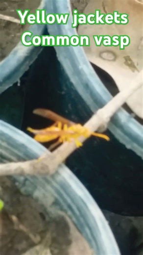 The sting of this wasp is painful so beware of it