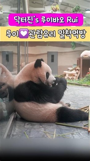 닥터진‘s 루이바오 Rui💟루이가 관람유리에 착!!🍀보기드문 귀한 영상☀️정수리뷰 팬미팅