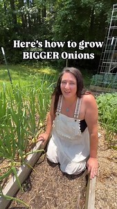 3.6K reactions · 60 comments | Do you scoop around your onions? This technique seems to make a BIG difference in how large they develop! #growingfood #onions #gardening #gardeningtips #gardeninghacks #gardening101 #beginnergardener #beginnergardening #growfoodnotlawns | Grace Walk Farm | Facebook