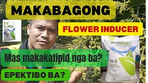 ALLGANIC: MAKABAGONG MANGO FLOWER INDUCER Ngayon, may kakaibang excitement tayo dahil tatalakayin natin ang isang bagong pamamaraan sa flower induction ng mangga—ang Allganic Nitrogen Plus. Mas makakatipid nga ba? Tara at alamin natin!" #farming #farm #farmer #agriculture #mangofarming #flowerinduction #fertilizer #nitrate #mango | Farmers Choice Agri