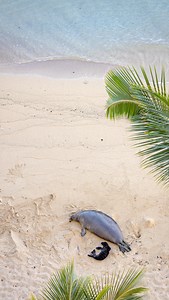 A surprise dinner guest at Hau Tree. 🦭✨ #kaimanabeachhotel #hawaiianmonkseal #oceanwildlife #hawaiilife | Kaimana Beach Hotel