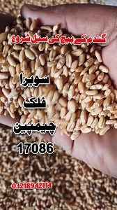 Wheat new variety,wheat top variety,wheat new lines,Wheat high yielding varieties,Rust resistance #Crops #Cotton #Wheat #Maize #Rice #Technology #Agriculture #Farming #Farm #fyp #foryou #tiktok #viral #foryoupage #learnontiktok #tiktokmusic #tiktokawards #funnyvideos #duet #trending #dance #cooking #gaming #beauty #fashion #comedy #travel #diy #pet #Agri #Business #Seed #vegetables #Selling #Farmlife #tractor #Pakistan #india #canada #Egypt #ziraat #Allcrops #farmanimals #agriculturelife #organi