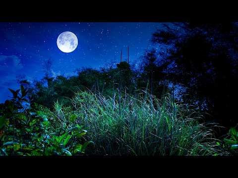 Crickets and Frogs at Night, Swamp Night Sound, Water Sound, [ASMR] Nature Sounds, Sleep & Relax