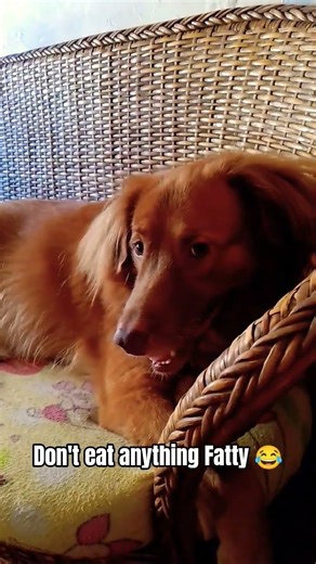 Don't eat anything Fatty 😂 #funny #funnydog #dog #cute #pets #petlover #goldenretriever #short