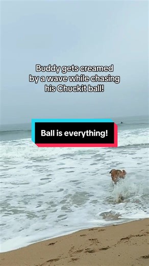 He got hit by a big wave but still comes up with the ball in his mouth! #dogsoftiktok #blackfridaydeals #chuckit #dogtoy #dogball @Chuckit Fetch Games