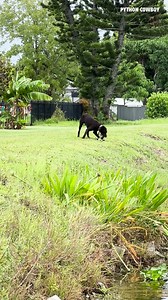 Timing, angles, and instinct matter. Cutting iguanas off is hard but Trouble is already figuring it out | Python Cowboy Hunts