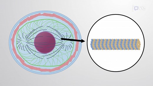 Video: Structural Protein Function