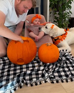 367K views · 5.8K reactions | Baby and dog enjoy their first pumpkin carving together  | Rush Brush | Facebook