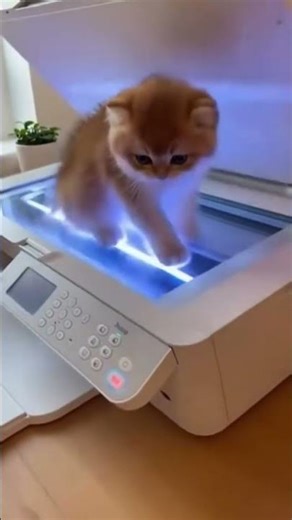 Обновление прошивки: HP теперь печатает котят 🖨️🐱 #shorts #котята