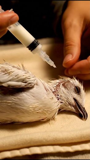 Kindness Saves an Injured Sea Gull | Heal Tails Rescue