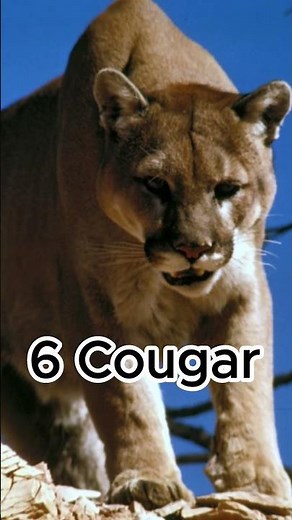 Top 10 BIG CATS | Roaring Royalty: The Top 10 Big Cats Unveiled | land animals