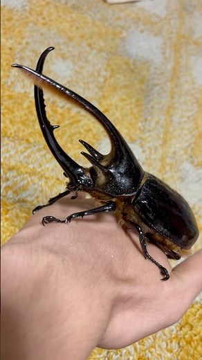 ネプチューンオオカブト145mm Dynastes neptunusエクアドル産 2023年7月26日撮影 #ネプチューンオオカブト #カブトムシ #beetle #ヘラクレスオオカブト #支援教