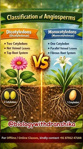 Classification of Angiosperms 🌸 #classification #angiosperms #floweringplants #monocot #dicot
