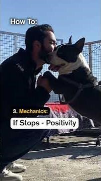 How to Stop Dog Barking (Simple Steps)