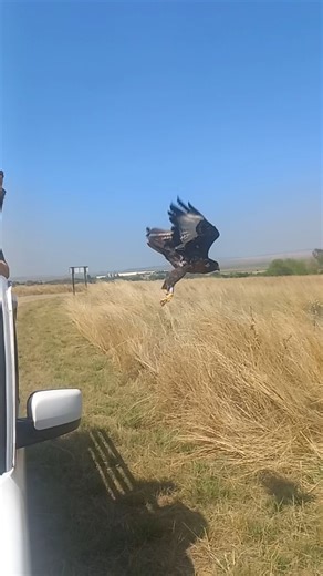 And... another release... ❤ This was the Jackal Buzzard that had been hit by a vehicle on the Newcastle/Volksrust road, and had been rescued by CREW Foundation vet students at Loziba Game Reserve. They then handed the bird over to the iThala Honorary Officers, thank you Annemarie, for assisting in getting this bird to FreeMe Wildlife. 🤗👍 Now fully recovered, our team took the bird back to where it had been found for its release... 🧐👍 We love what we do, and how we do it... ❤ #freemewildlife 