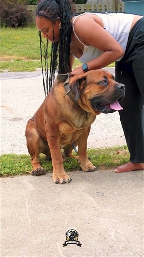 Massive Boerboel Doesn’t Mean Hard-Headed