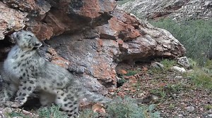 625K views · 5.5K reactions | A survey in NW China’s Sanjiangyuan region (360,000 km²) found an average of 0.9 snow leopards per 100 km², which is roughly 1,002 individuals. The area accounts for 12% of the global population, with China hosting 60% of snow leopard habitat. #ChinaBiodiversity #PlanetMatters | CGTN Global Watch | Facebook