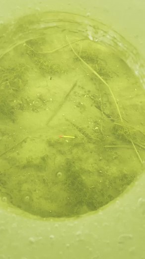 #GreenScreenScan #TortillaTrend #Welcome2021 #FYP #Calzone #Frabill #Clam #IceFishing #HoneyHole #Perch #HardWater #Michigan #ForYou