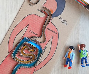 Interactive Digestive System