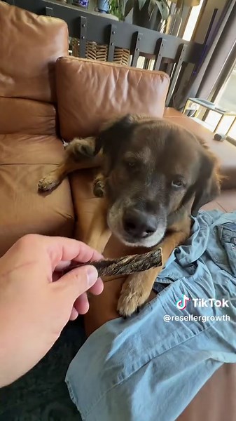 Easy & Affordable Dog Grooming Kit | No Mess Vacuum