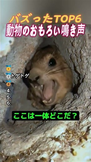 [LOL] Top 6 Funniest Animal Sounds🐾 A Collection of Viral God-Tier Reactions｜Laughing Out Loud at...