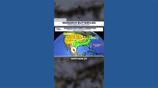 Wings of spring: Monarchs journey across America