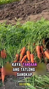 Tips sa pagtatanim ng Pulang Labanos, Puting Labanos at Carrots at 3 Organic Fertilizer na dapat gamitin mo 🫜🥕🌿 | Halaman Kaalaman