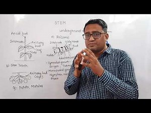 Underground modifications of stem