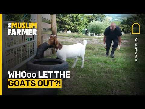 How I manage goats on my farm | The Muslim Farmer Ep. 2