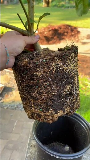 Yellowing leaves? Here’s what it could be, how to check, and how to fix it 🌱 🪴