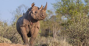 Scientists successfully crowdfund black rhino genome sequencing project
