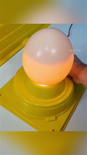 Он спас гигантское страусиное яйцо 🥚
