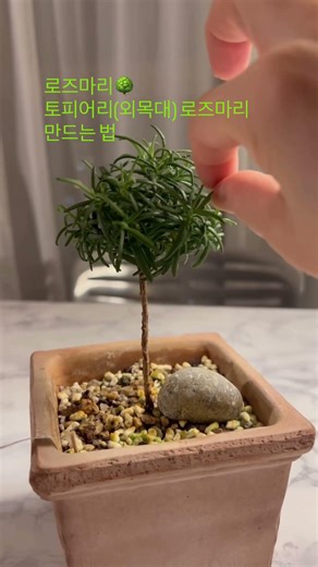 로즈마리 🌳외목대로 키워보기- 이렇게 순집기를 계속 하면,2개가 4개 되고,4개가 8개가 되고,8개가 16개의 잎이 나면거 그렇게 그렇게 동그라미가 된답니다^^#로즈마리#외목대