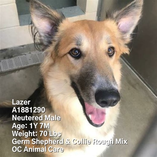 UPDATE: Lazer is safe! He was rescued on 9/11/24 by two rescues working together: Outreach Pawsibilities & All Star Fur Pet Foundation. Pledges should be paid to All Star Fur Pet Foundation. To make a donation or honor your pledge: Venmo - @AllStarFurPet-Rescue PayPal - AllStarFurPet@gmail.com Checks - ASFP, 25060 Hancock Ave., Suite 103-136, Murrieta, CA 92562 CODE RED - EUTH LISTED. Young 1.7 year old, Lazer, needs a rescue commitment by 9/10/24 or he will be euthanized by OC Animal Care. Plea