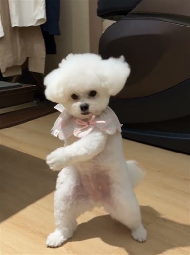 유행하는 뮤직 뮤직 챌린지🐶💃| Music Music Dog Challenge #musicmusic #비숑 #비숑댄스