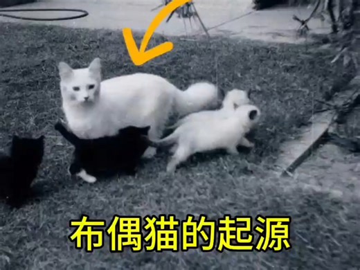 布偶猫的起源