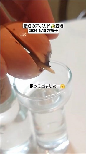 アボカド水耕栽培