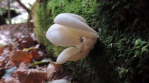 Angel Wing Mushroom (Pleurocybella porrigens) — Deadly Or Not?