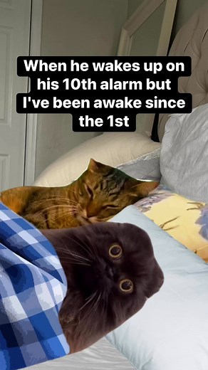 652K views · 6.8K reactions | Share this with someone who sets multiple alarms and sleeps through all of them  #sleeping #relationships #marriedlife #funnyvideos #catmemes | It’s Diesel Cat | Facebook