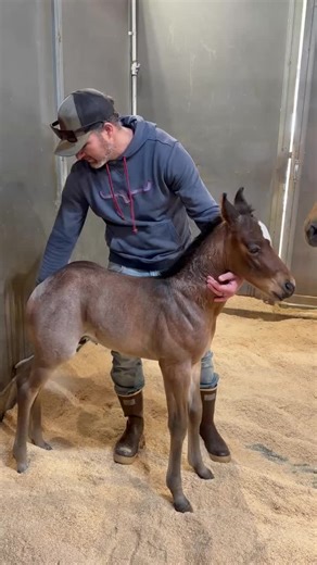 How to get rid of bad habits early! Once they learn a little meltdown won’t make the scary thing go away, you are teaching your horse not to react when scary things happen in the future out on trail, or in the arena! #coltstarting #horsemanship #desensitizing #horsetrainingtips #younghorsetraining