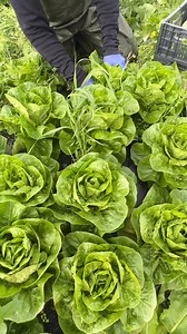 Harvest tayo lettuce pang samgy!! #norway #salat | Myra Jean Vlogs