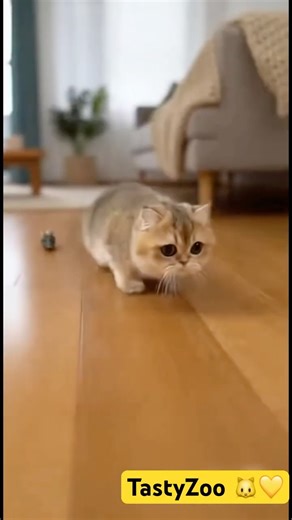 Munchkin Cat Runs Away from a Tiny Mouse You Won’t Believe This🤣🐱💛 #cat #cute #foryou #funnycats