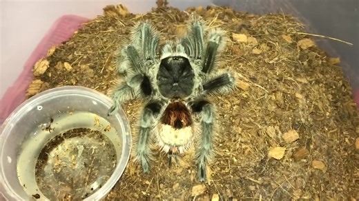 12K views · 141 reactions | MY FRIEND WHO'S AN ARACHNOPHOBIC FEEDS MY HUNGRY TARANTULAS FOR THE FIRST TIME #tarantulas #tarantula #spider #exoticslair #feeding #feedingtime #tarantulafeeding | Exotics Lair | Facebook