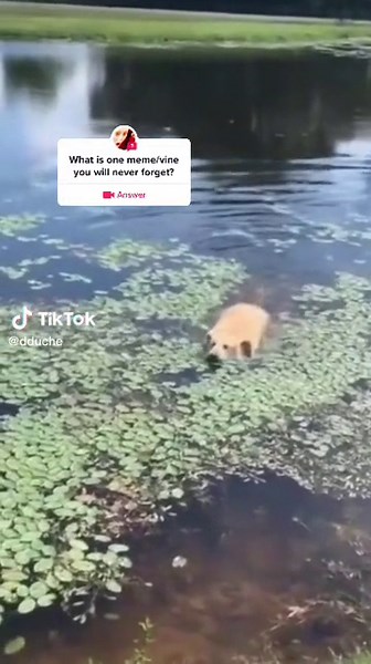 Funny Dog Gagging Meme Compilation | Pond Dog TikTok Videos