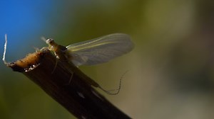 2.7K views · 19 reactions | New Course Available: "Fly Fishing the...