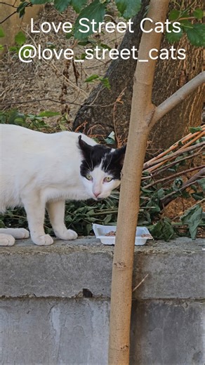 We give hope to homeless cats by feeding and caring for them every day