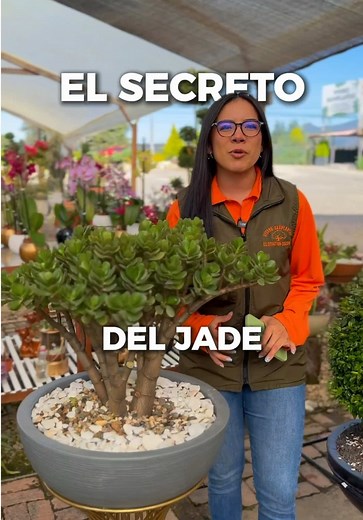 Planta jade: secreto para atraer prosperidad en casa
