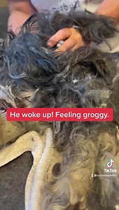 RESCUED OUT OF LOCKED SEWER MAGGOTS LIVING IN EXTREME MATTED FUR. We rescued Splinter yesterday! We groomed him some yesterday and then let him rest overnight and decompress. This morning we started grooming again. The maggots were so bad and he seemed to really be bitey and hurting so we called our vet to see about sedating him so we could groom him safer. Huge thanks to Cape Small Animal Clinic and Dr H and Dr P for giving us such a help with this guy today on a seconds notice! He is 9/10 yrs 