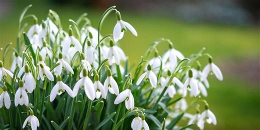 How to plant snowdrop bulbs this autumn for a beautiful early-spring display