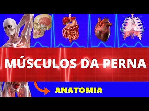 MÚSCULOS DA PERNA - ORIGEM INSERÇÃO AÇÃO - ANATOMIA HUMANA - ANATOMIA OSTEOMUSCULAR